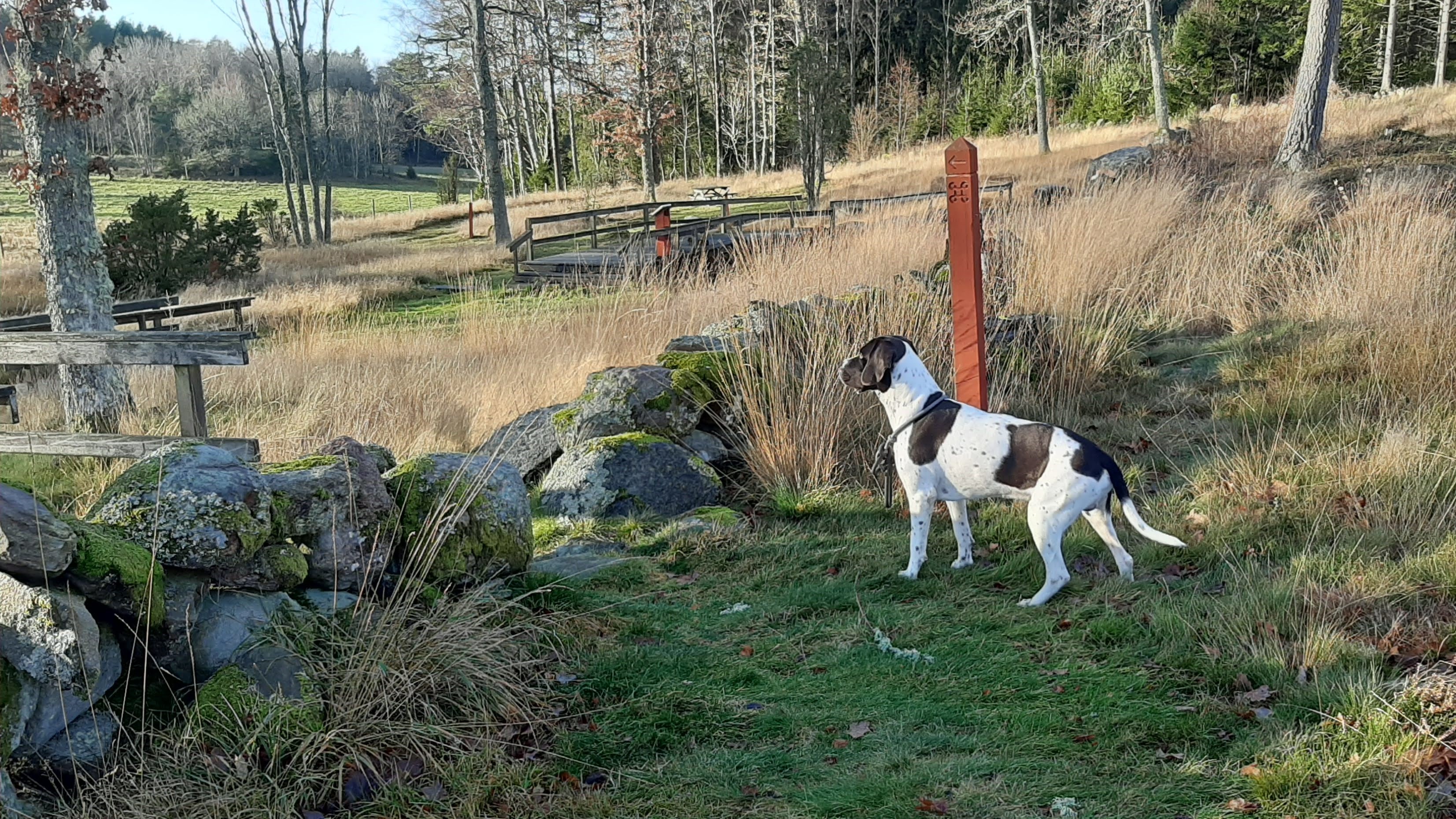 Hund vid hällristningsområdet Torsbo.