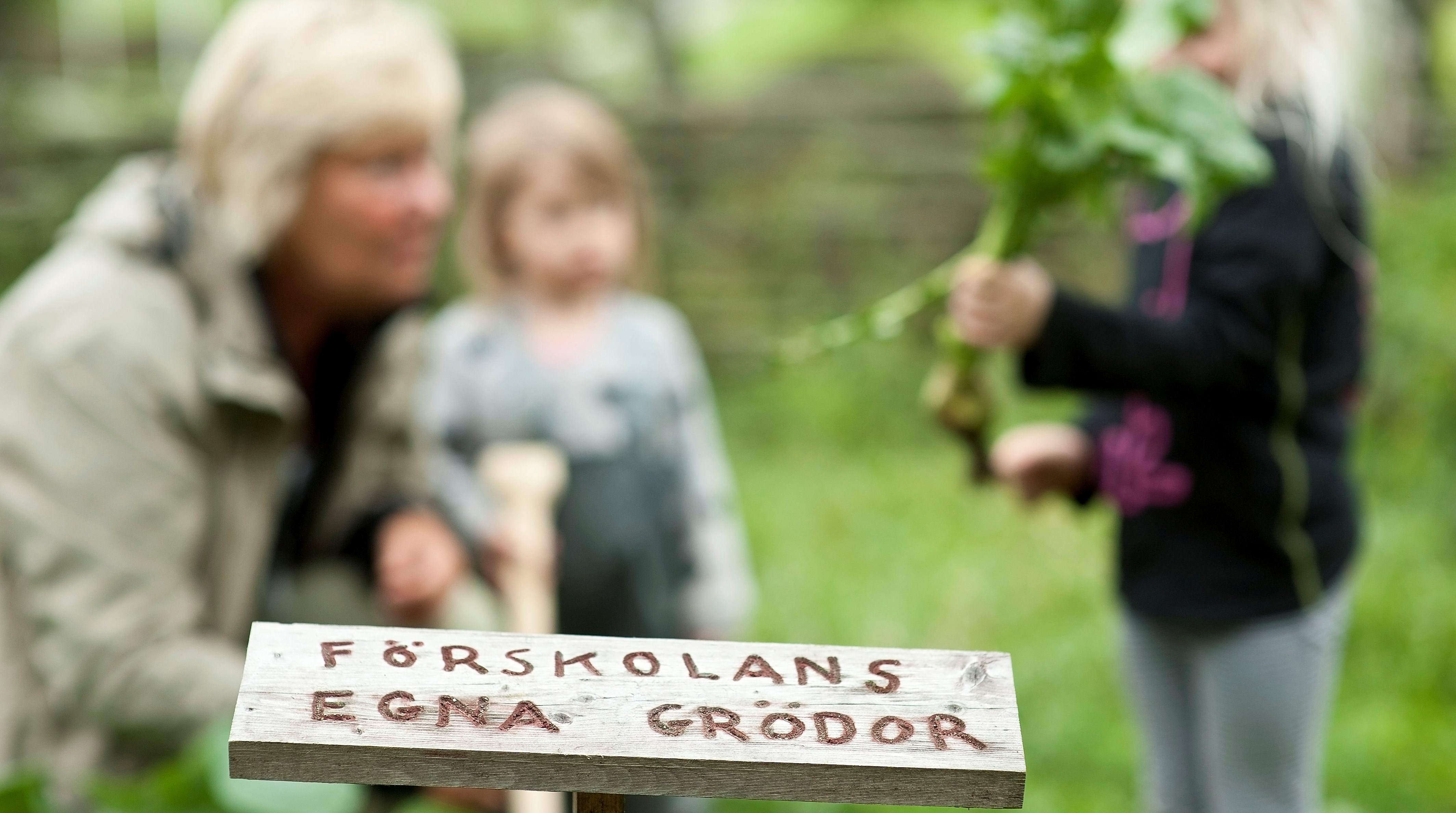 The wolrd heritage preschool harvesting plants.