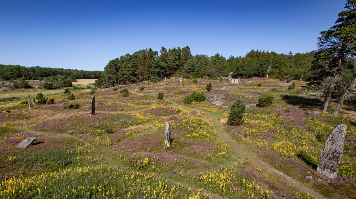 Greby gravfält med sina resta stenar och blommande ljung.