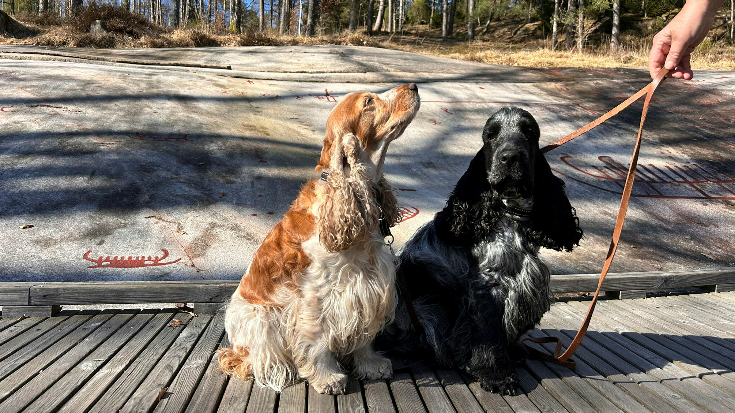 Två hundar vid Vitlyckehällen.