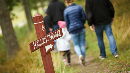 en grupp personer går mot hällristningar.