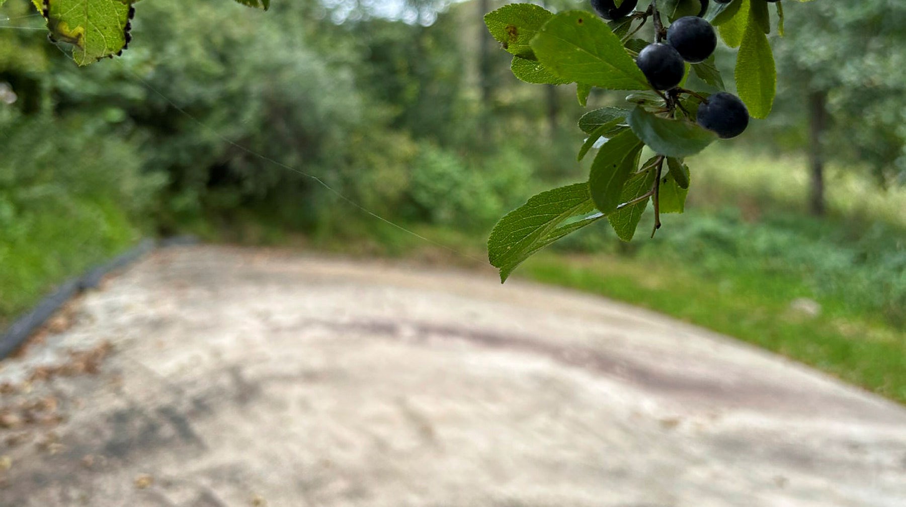 Ein Wald mit unbemalten Felszeichnungen.