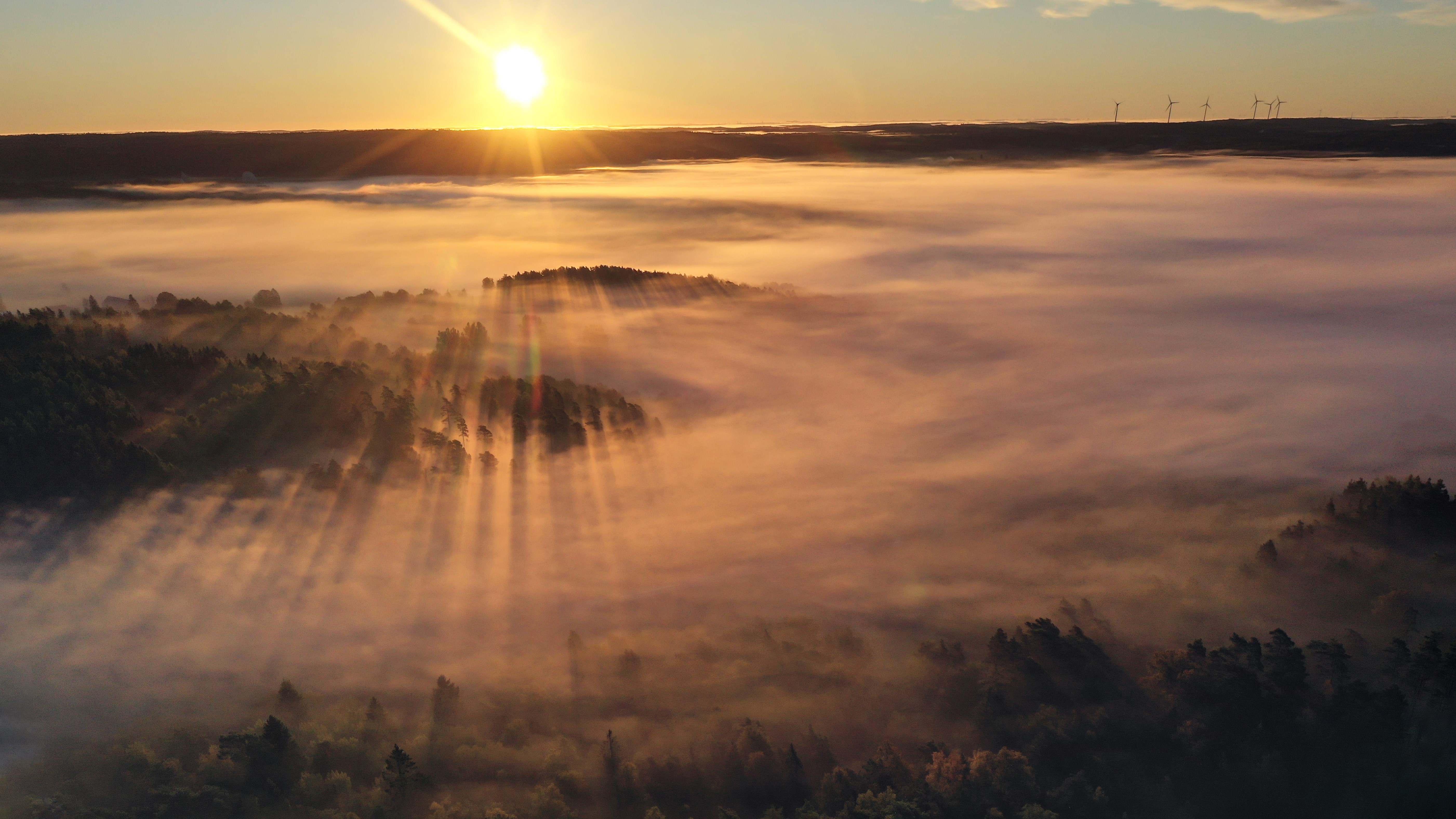 Ein Sonnenaufgang mit Nebel über den Bäumen.